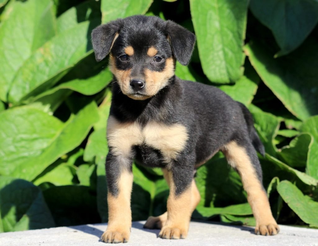 Min Pin Beagle Mix Pictures